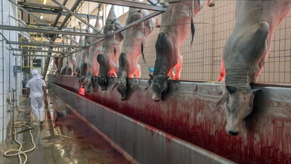 Mengapa Umat Hindu Tidak Memakan Daging Sapi?